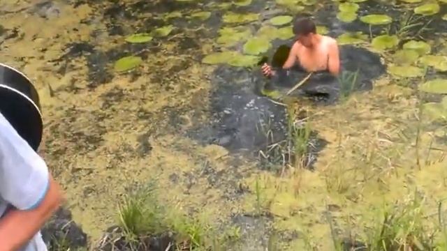 плавает в болоте