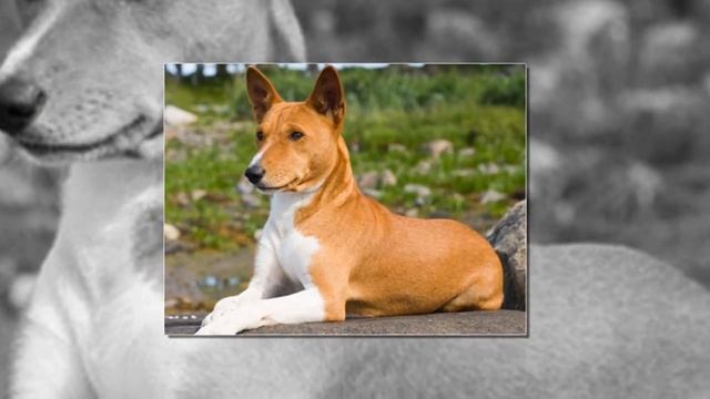 Басенджи [Basenji]. смотреть онлайн