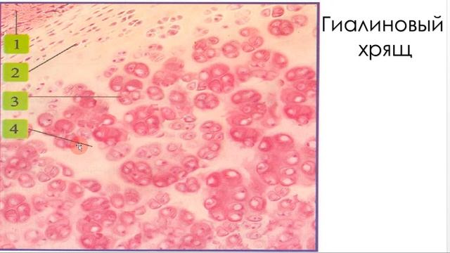 Cоединительные ткани. Часть 3: хрящевая ткань смотреть онлайн