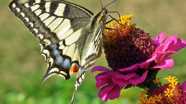 Евангелие дня. Чтимые святые дня. Собор святых Эстонской земли. (01.12.2020) смотреть онлайн