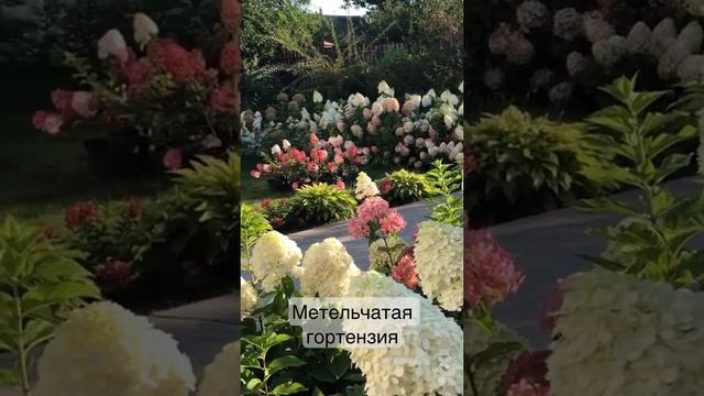 #метельчатаягортензия Метельчатая гортензия смотреть онлайн