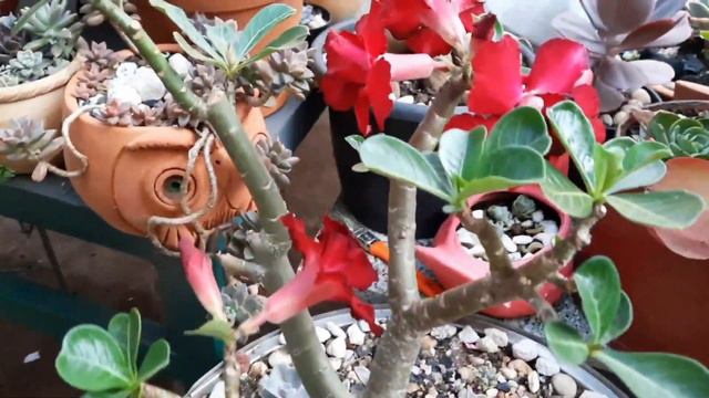 VEJA QUE JARDIM MAGNÍFICO😲 смотреть онлайн