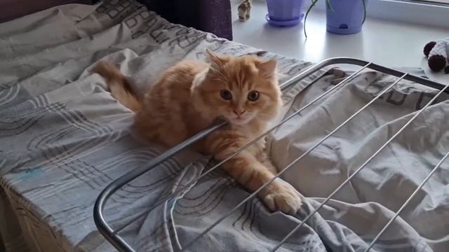 Шотландский кот Лёва тестирует сушилку / Scottish cat Leva tests the dryer смотреть онлайн