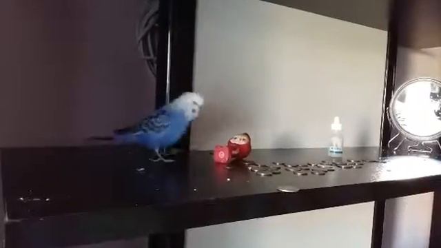 Попугай бросается деньгами. Утро попугая. смотреть онлайн
