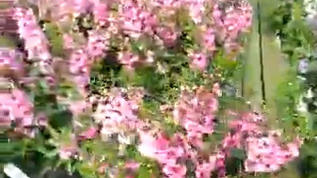 2014 Spring Trials: BALL Angelonia