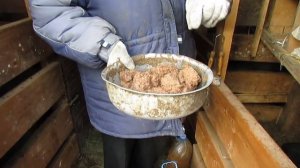 Чем кормить поросят / Вьетнамский поросенок / Москвичка в деревне