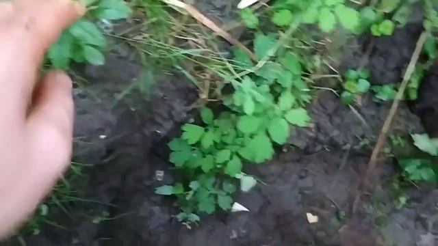 пальма пропала. смотреть онлайн