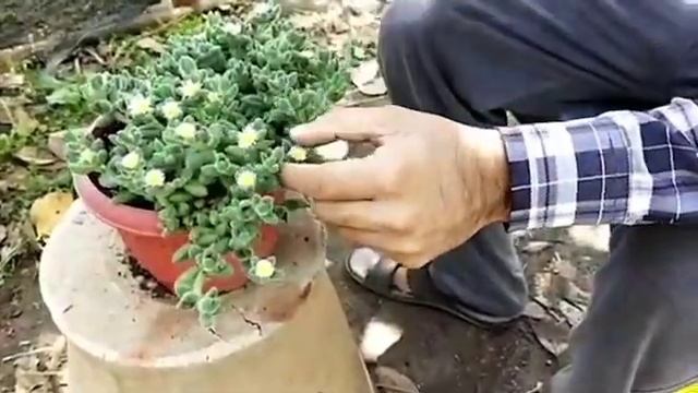 How to propagate Delosperma Echinatum (Pickle Plant) смотреть онлайн
