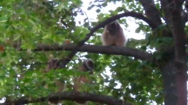 Ушастые совы смотреть онлайн