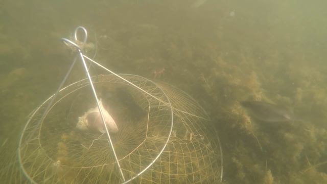 раки залазят в раколовку смотреть онлайн