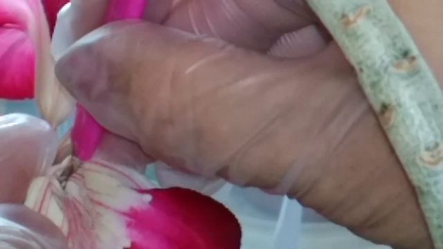 Опыление АДЕНИУМА: по СХЕМЕ и на ПРАКТИКЕ. Положительные результаты в следующих видео! смотреть онлайн