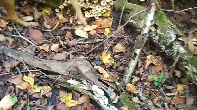 Грибные Собаки смотреть онлайн