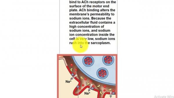 10.2:  Cont....  Muscle Tissue  part three
