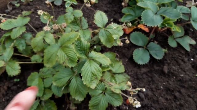 Как посадить чеснок?! | Как убрать гладиолусы на зимовку? смотреть онлайн