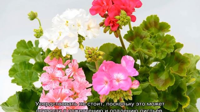 Пеларгония Анита (Anita)