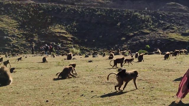 Эфиопия. Обезьяны в горах. смотреть онлайн