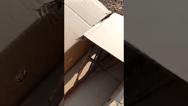 Посадка ореховых деревьев смотреть онлайн