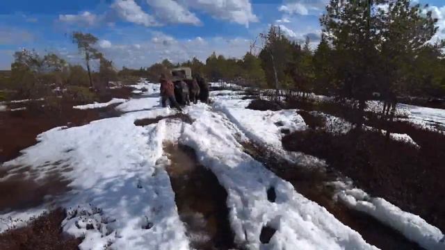 Охота на гуся 2022/заезд на избу/первые трофеи/1 часть смотреть онлайн