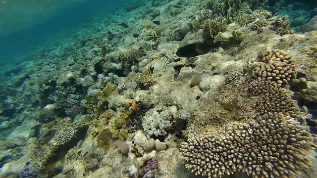 Гигантский Каранкс на рифах. Sharks bay. Red sea. Egypt смотреть онлайн
