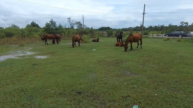 лошади обзор / много лошадей возле кындыкского сероводородного источника