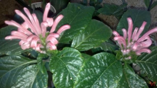 Якобиния (Jacobinia) смотреть онлайн