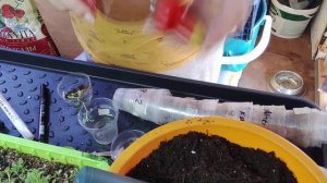 пикирую гвоздику турецкую, 28.03.23