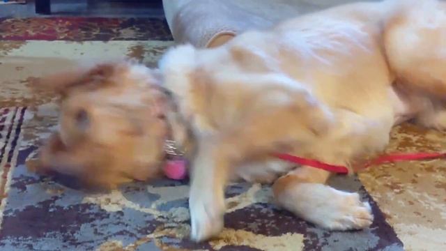 Golden retriever: fights herself смотреть онлайн