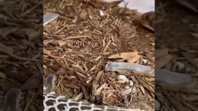 Змея залипательно сбрасывает кожу. смотреть онлайн