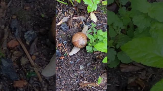 Маленькая улитка ползет, животные, лес, природа