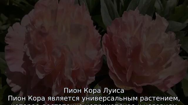 ИТО пионы смотреть онлайн