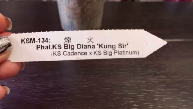 Домашнее цветение орхидей в мае. 2 часть. Новинки в коллекции. Свежие роспуски. смотреть онлайн