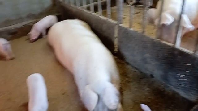 БМВК пурина, за сколько купил. Буду тестировать! смотреть онлайн