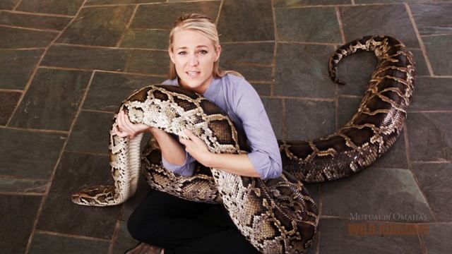 Wild Kingdom - Snakes - One Big Snake смотреть онлайн