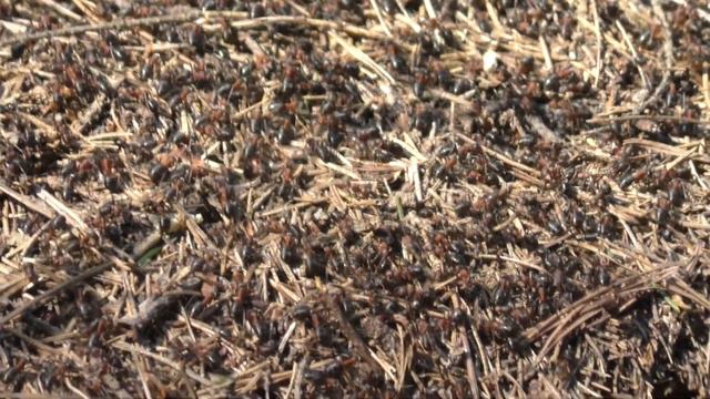 Хожу по траве в апреле / Цветы весной / Большой муравейник смотреть онлайн