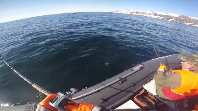 Баренцево море Рыбалка 14.05.17 г. Треска, Пикша смотреть онлайн