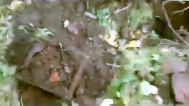 Выкопали клад царских монет смотреть онлайн