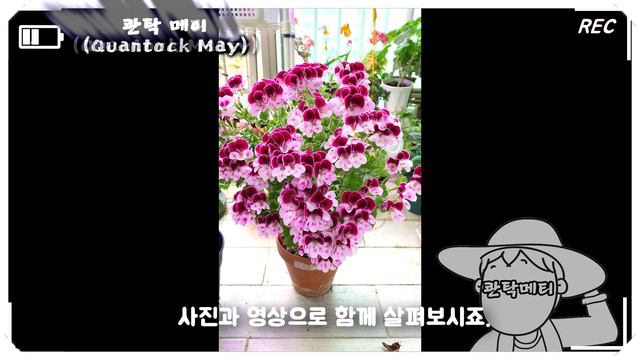 (제라늄#28)_🌷 콴탁4종세트(콴탁더블다이먼, 콴탁메티, 콴탁메이, 콴탁커스티) (리갈 Regals 제라늄 Geranium, 펠라고늄 Pelargonium) 🌱 유럽제라늄,