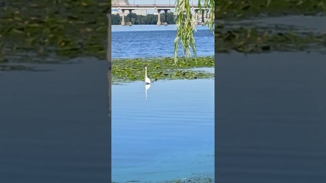 Цапля прилетела на Днепр #funny #birds #heron #animals #animal #цапля #птицы #днепр смотреть онлайн