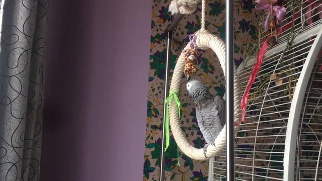 Первые песенки попугай жако Рома смотреть онлайн