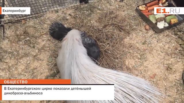 В Екатеринбургском цирке показали детёнышей дикобраза альбиноса смотреть онлайн