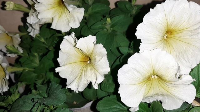 Обзор моих цветов ночью.?? смотреть онлайн