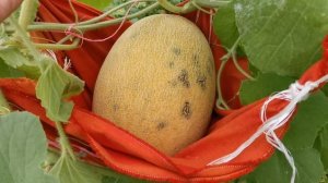 Бахчевые 2022 Беларусь.  Анонс дыни Summit f1 ( Саммит ф1) от фирмы Seminis.