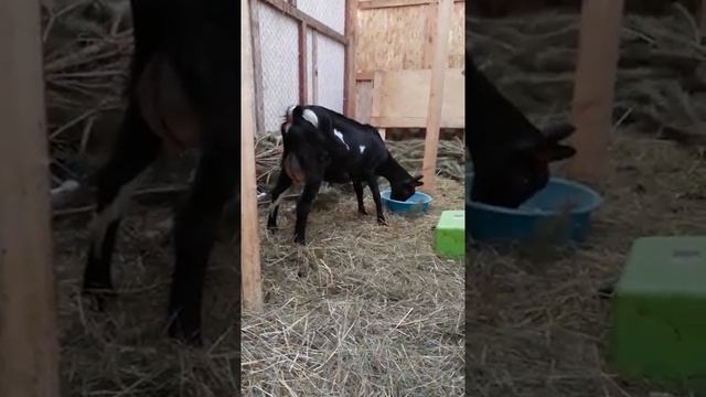 Коза Верона, 100 % альпийка. смотреть онлайн