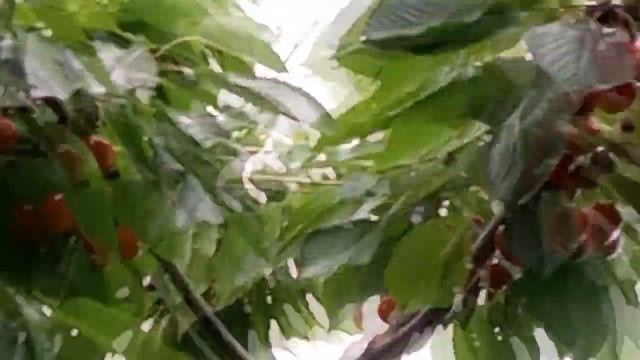 ШОКОВАЯ ОБРЕЗКА ЧЕРЕШНИ смотреть онлайн