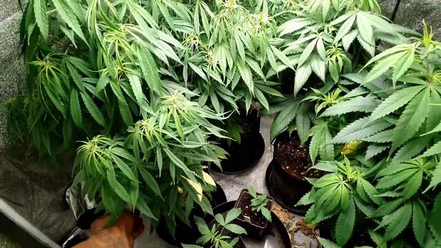 Pyramid Seeds Purple Auto