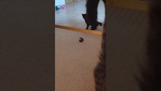 Кошка учит котят ловить мышей смотреть онлайн