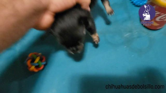 Mini Chihuahua de Bolsillo Pelo largo Disponible - Enero 2021 смотреть онлайн