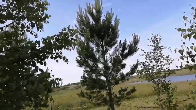 Почему сосна не пушистая? Как это исправить?Обрезка сосны. смотреть онлайн