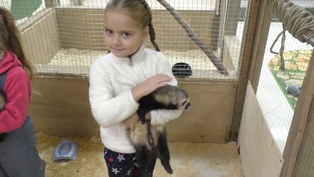 контактный зоопарк зоосити смешные видео для детей животные: енот ёжик хорьки кролики детский канал смотреть онлайн