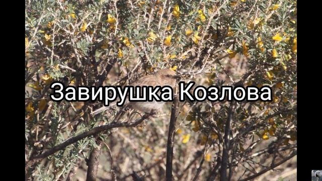 Завирушки (лат. Prunella) смотреть онлайн